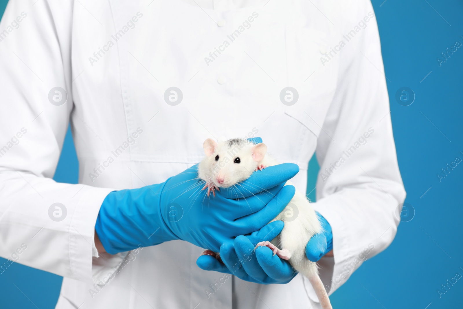 Photo of Scientist holding laboratory rat on blue background, closeup