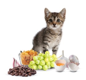 Image of Cute little tabby kitten and group of different products toxic for cat on white background
