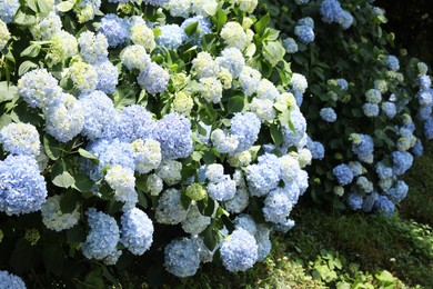 Photo of Beautiful hortensia flowers growing in park on sunny day