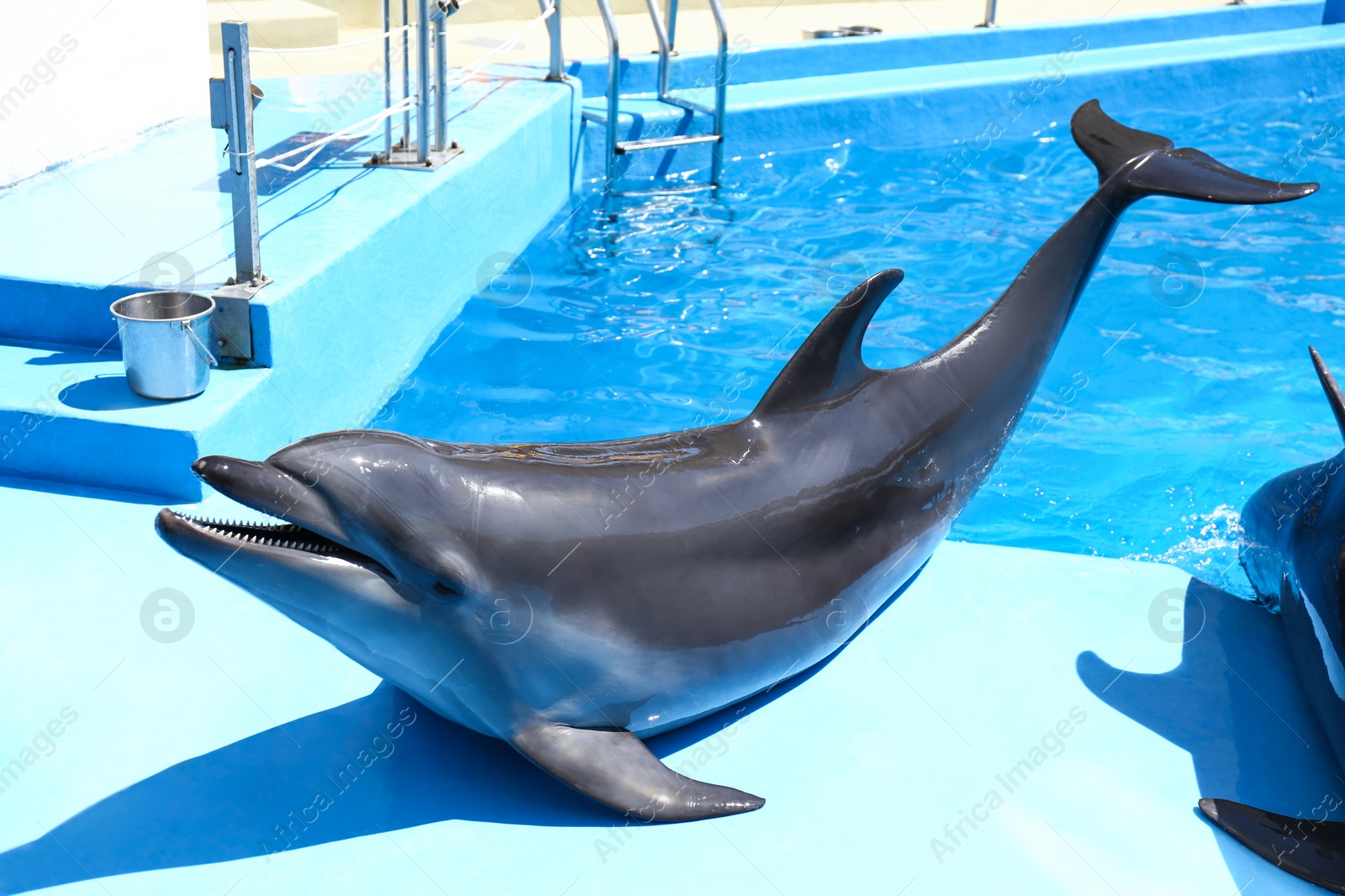 Photo of Cute grey dolphin at poolside on sunny day