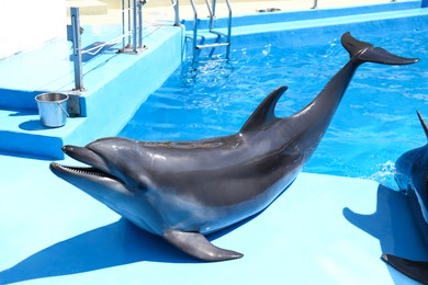 Photo of Cute grey dolphin at poolside on sunny day