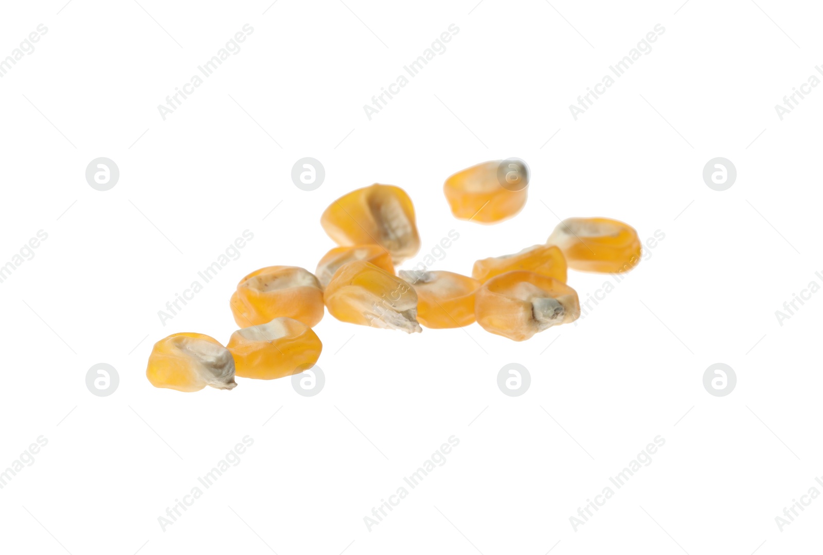 Photo of Raw dry corn seeds on white background. Vegetable planting