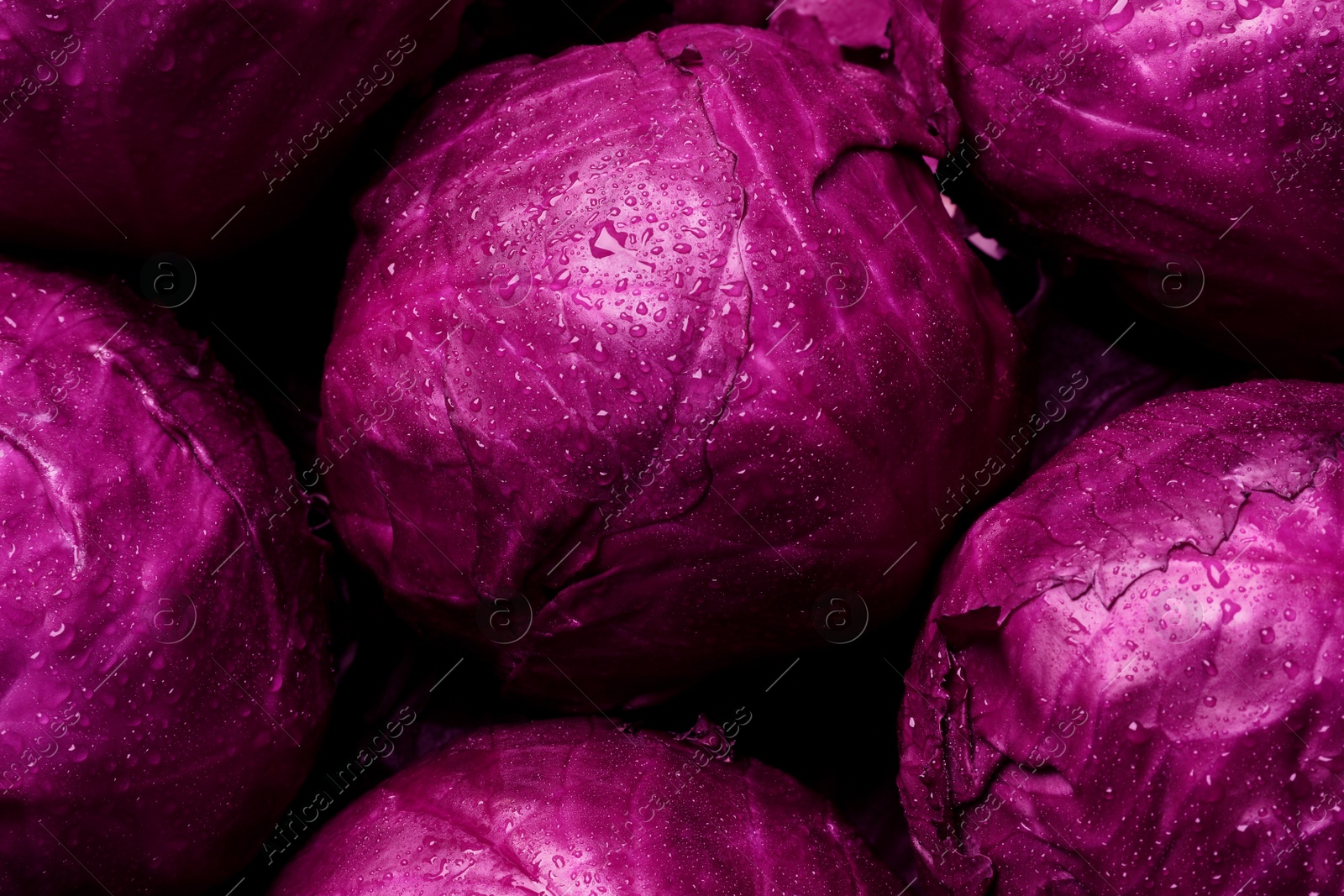 Photo of Many fresh ripe red cabbages as background