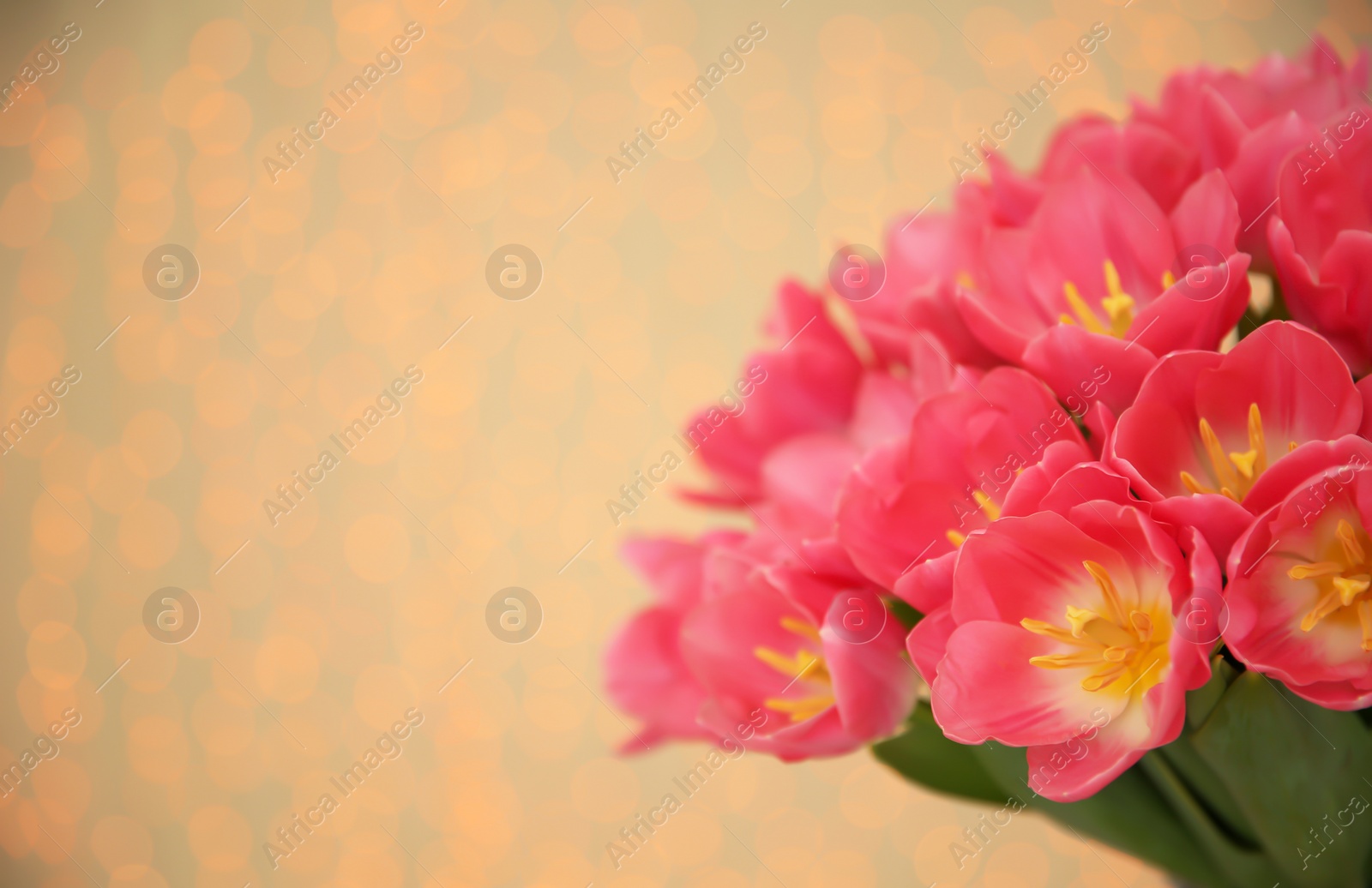 Photo of Beautiful spring tulips on blurred background, closeup with space for text. International Women's Day