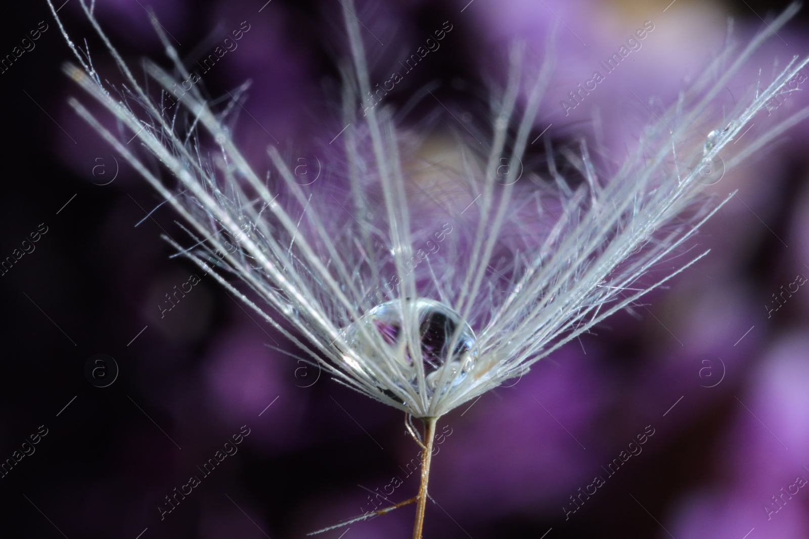 Photo of Seeds of dandelion flower with water drop on blurred background, macro photo