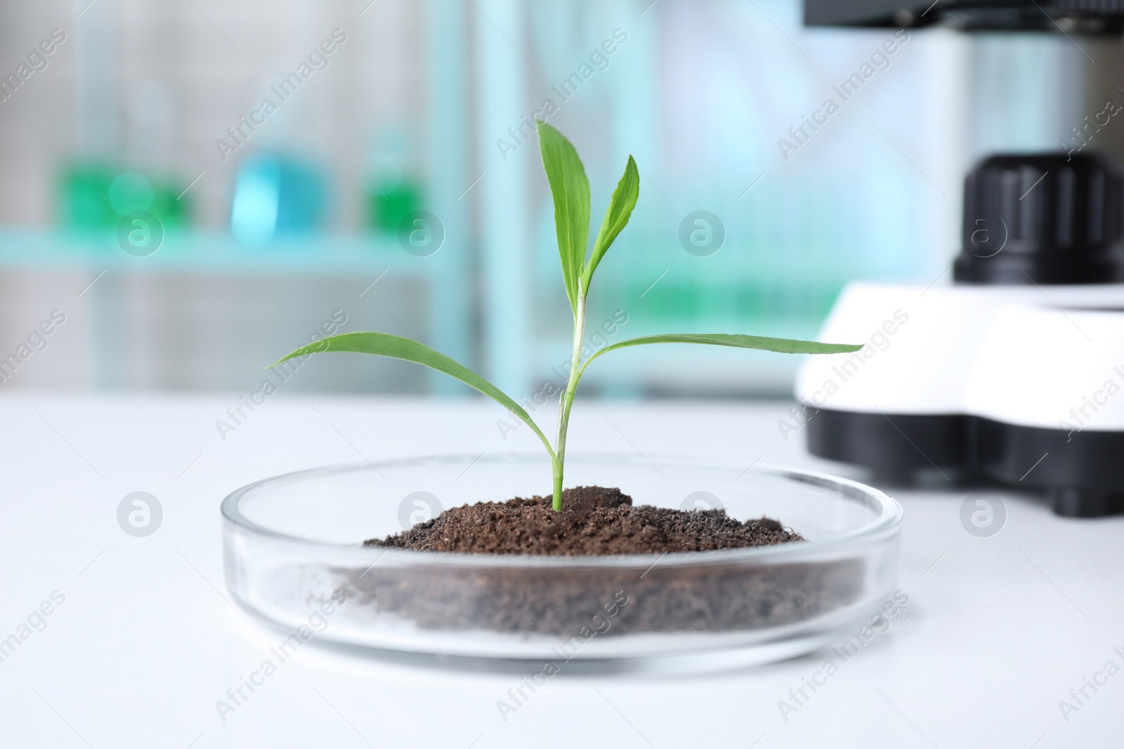 Photo of Green plant with soil in Petri dish on table in laboratory. Biological chemistry