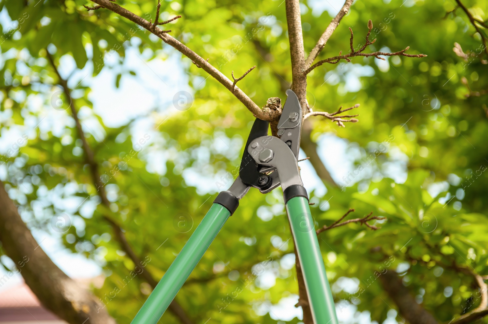 Photo of Pruning tree with secateurs outdoors. Gardening tool