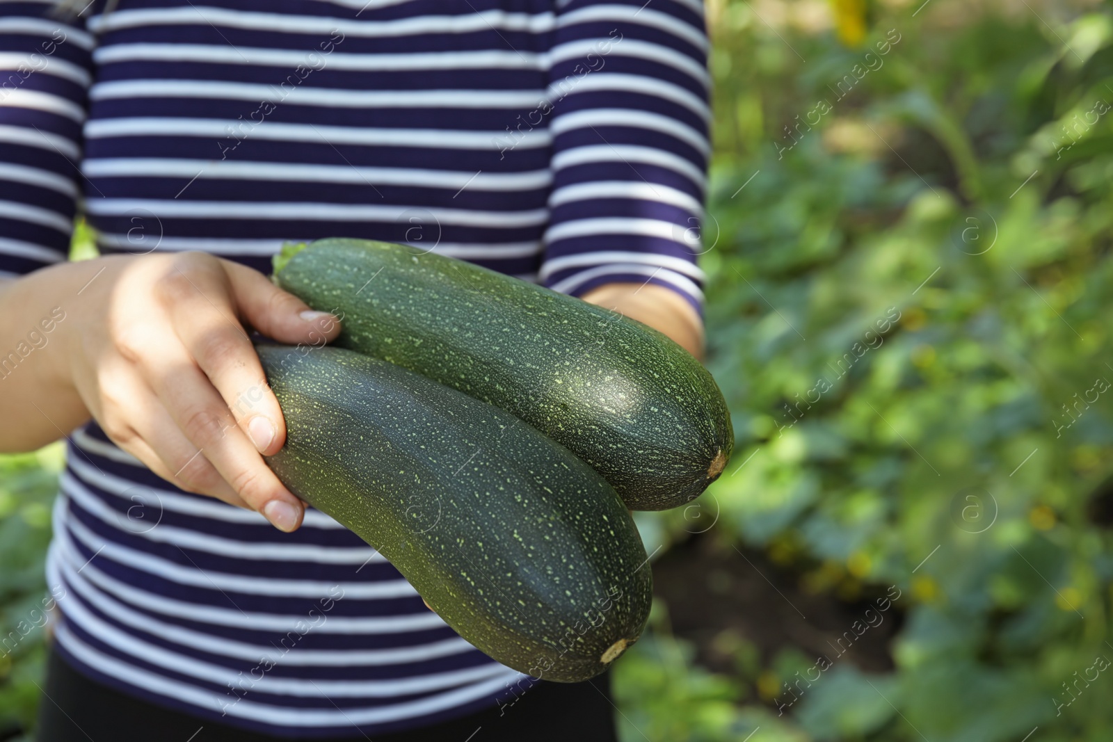 Photo of Woman holding ripe squashes in garden, closeup