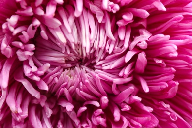 Beautiful pink aster as background, closeup. Autumn flower