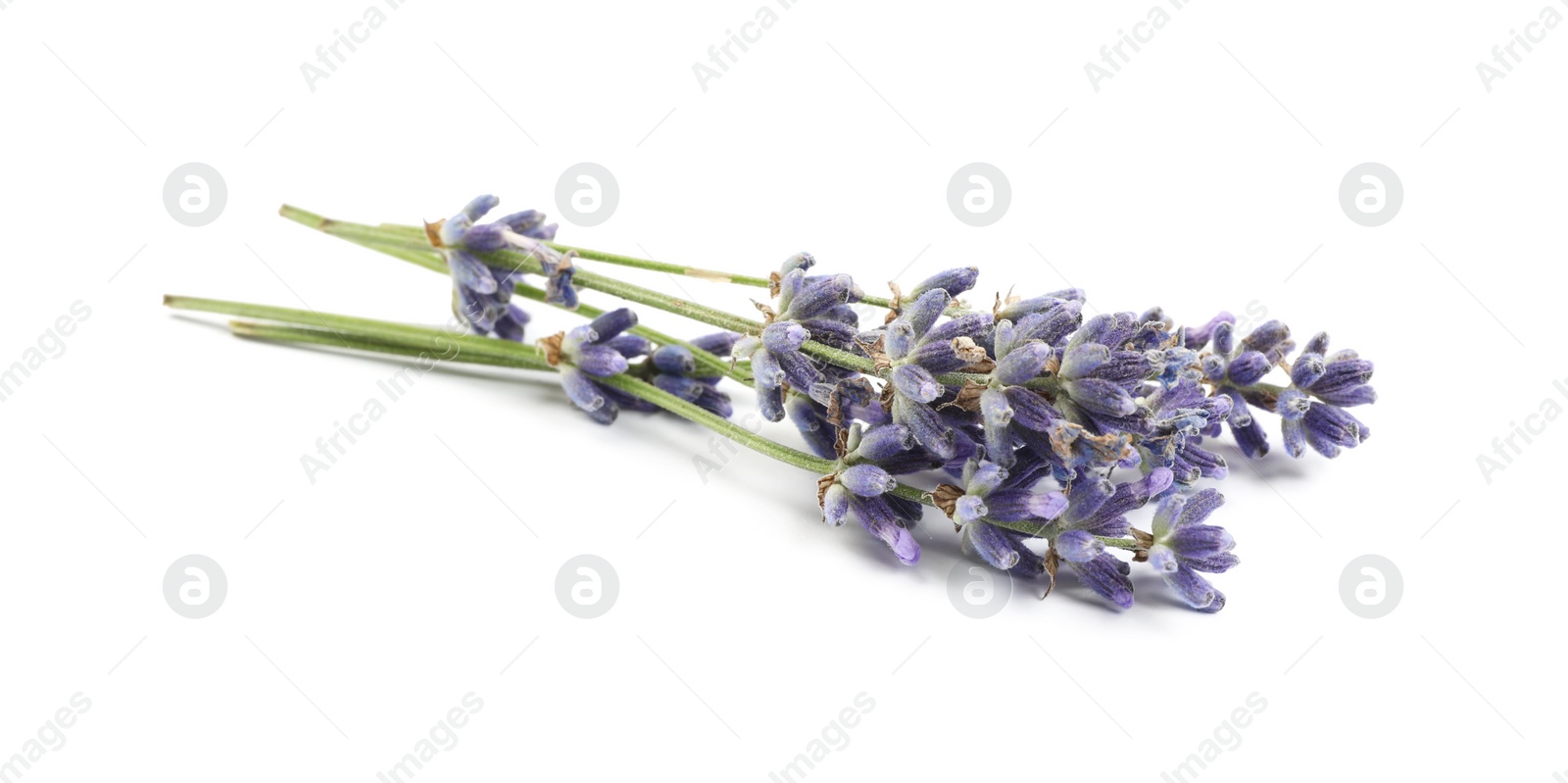 Photo of Beautiful blooming lavender flowers on white background