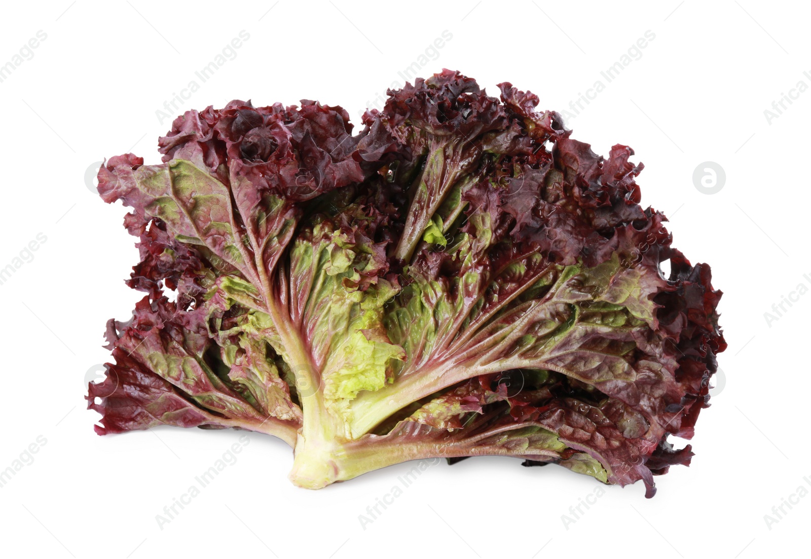 Photo of Head of fresh red coral lettuce isolated on white