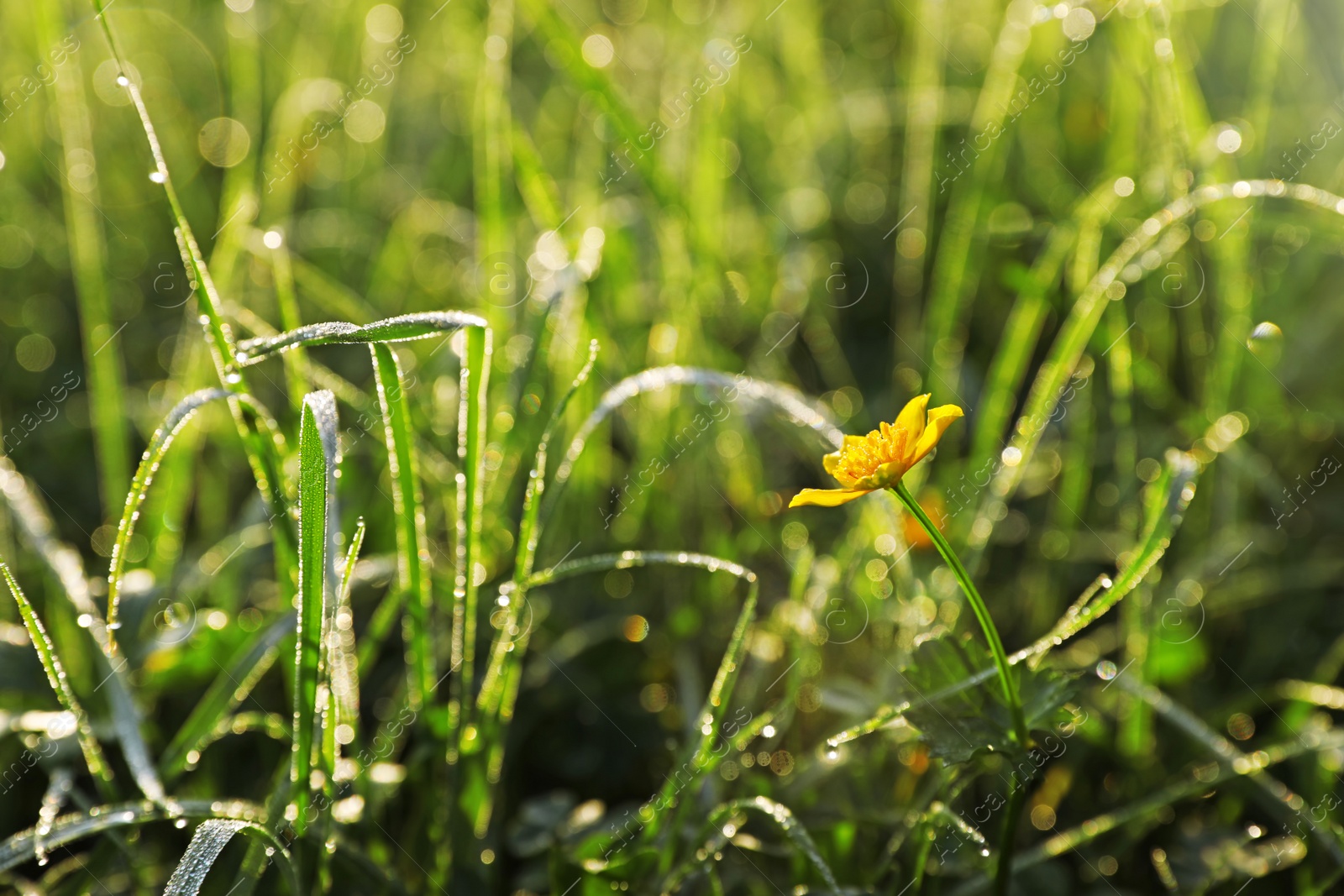 Photo of Green meadow with wild flower on summer day, closeup