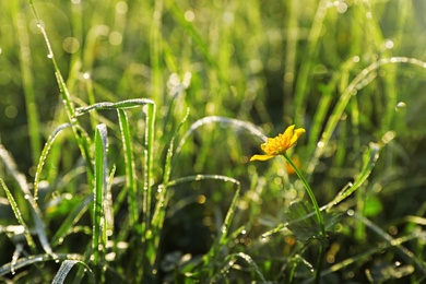 Green meadow with wild flower on summer day, closeup