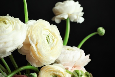 Beautiful ranunculus flowers on black background, closeup