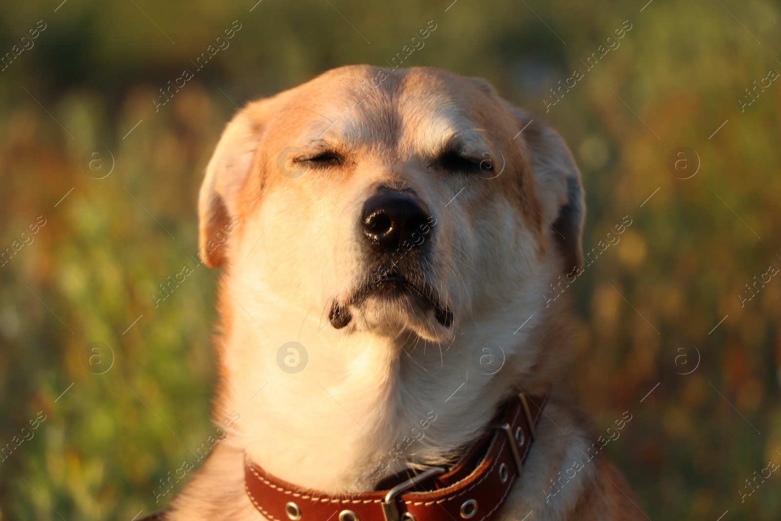 Photo of Adorable dog outdoors on sunny day, closeup