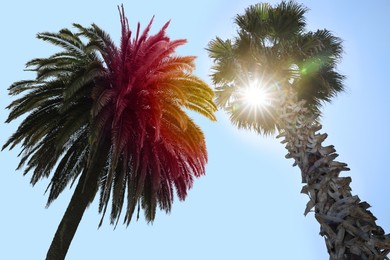 Image of Beautiful palm trees outdoors on sunny day, low angle view. Color toned