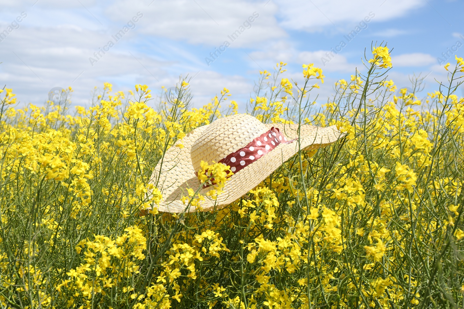 Photo of Field with beautiful blooming rapeseed flowers and hat under blue sky