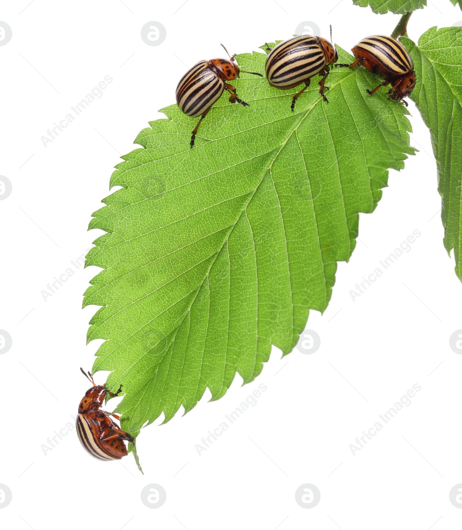 Photo of Many colorado potato beetles on green leaf against white background