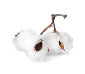 Beautiful fluffy cotton flowers on white background