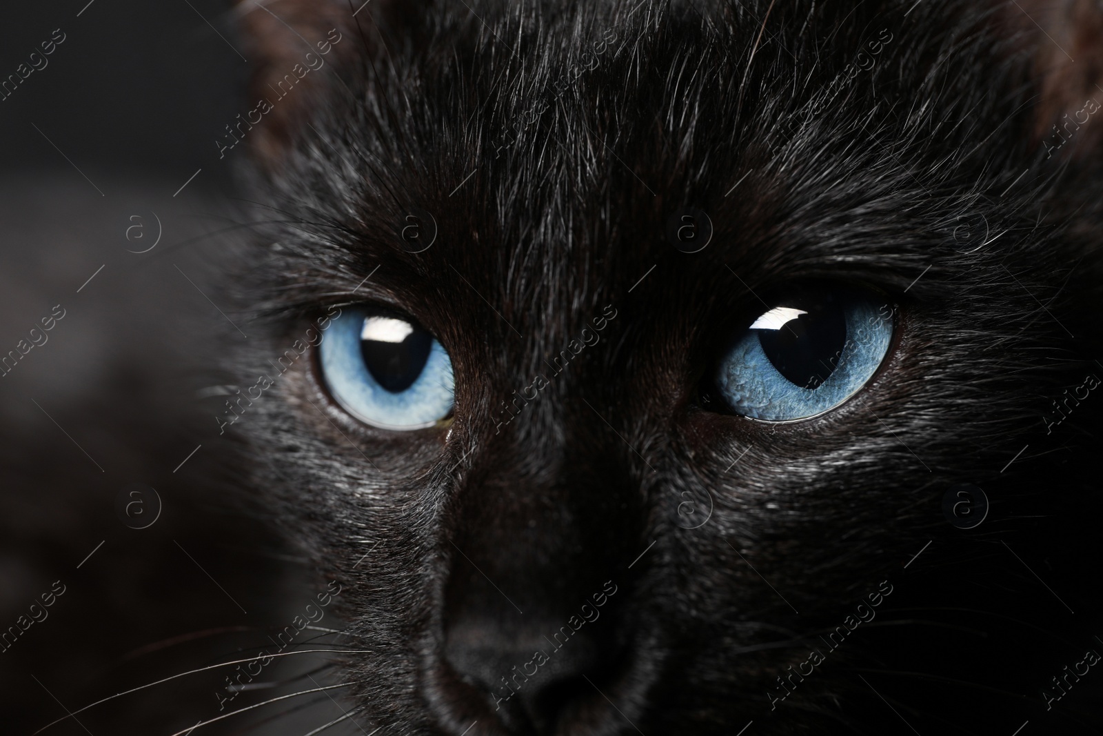 Photo of Black cat with beautiful eyes on dark background, closeup