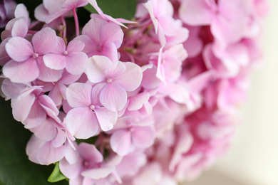 Photo of Beautiful hydrangea flowers on blurred background, closeup