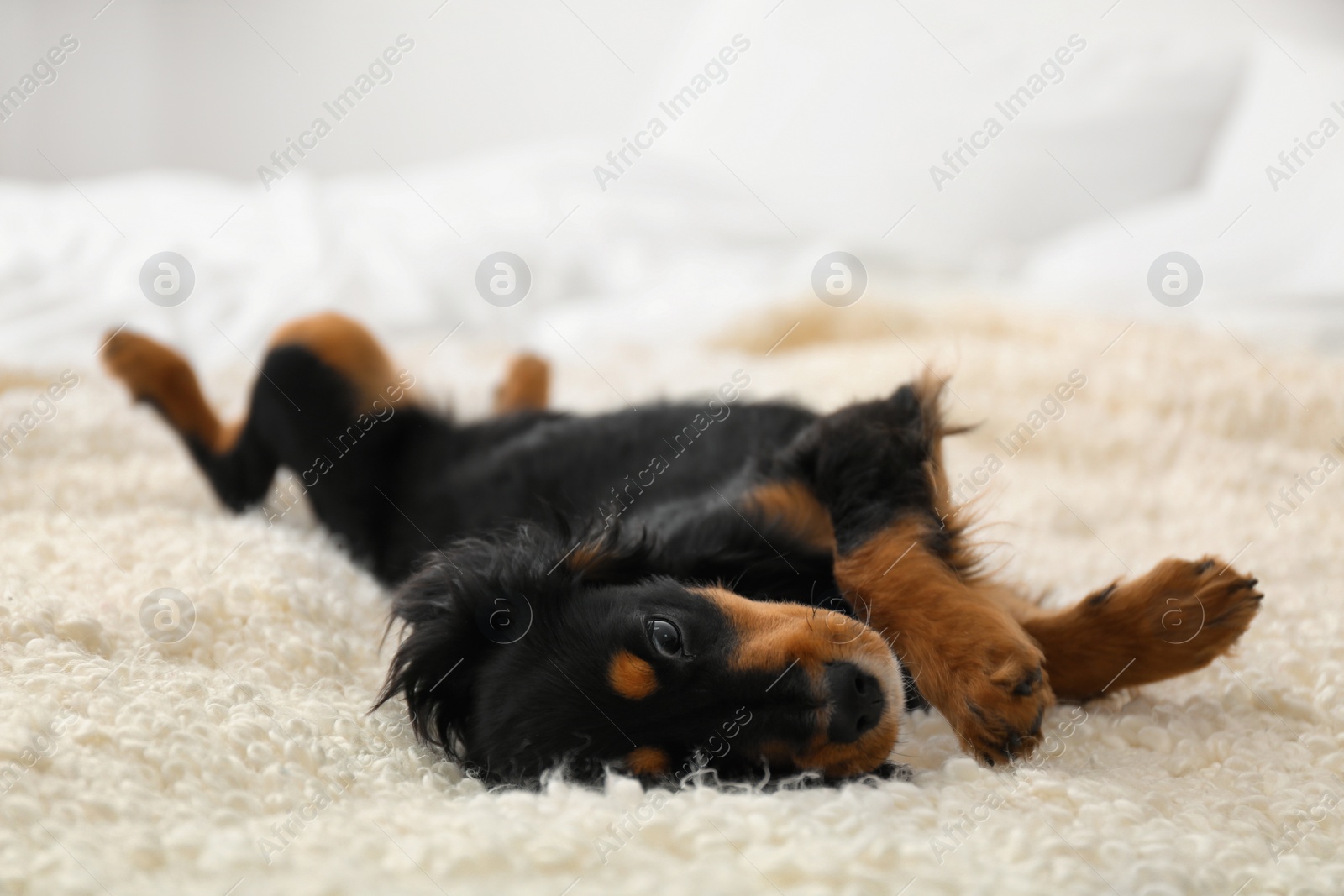 Photo of Cute dog relaxing on fluffy rug at home. Friendly pet