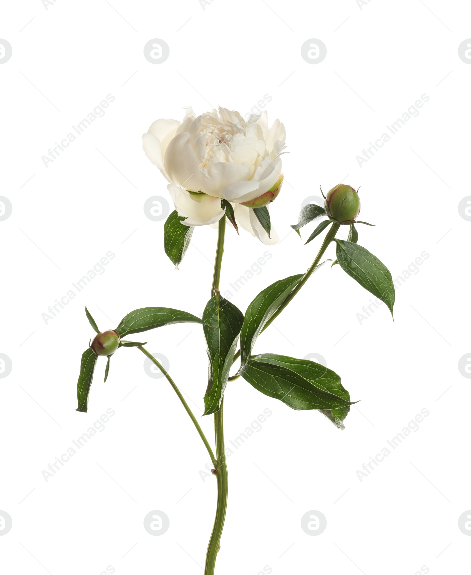 Photo of Fragrant peony on white background. Beautiful spring flower