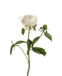 Photo of Fragrant peony on white background. Beautiful spring flower