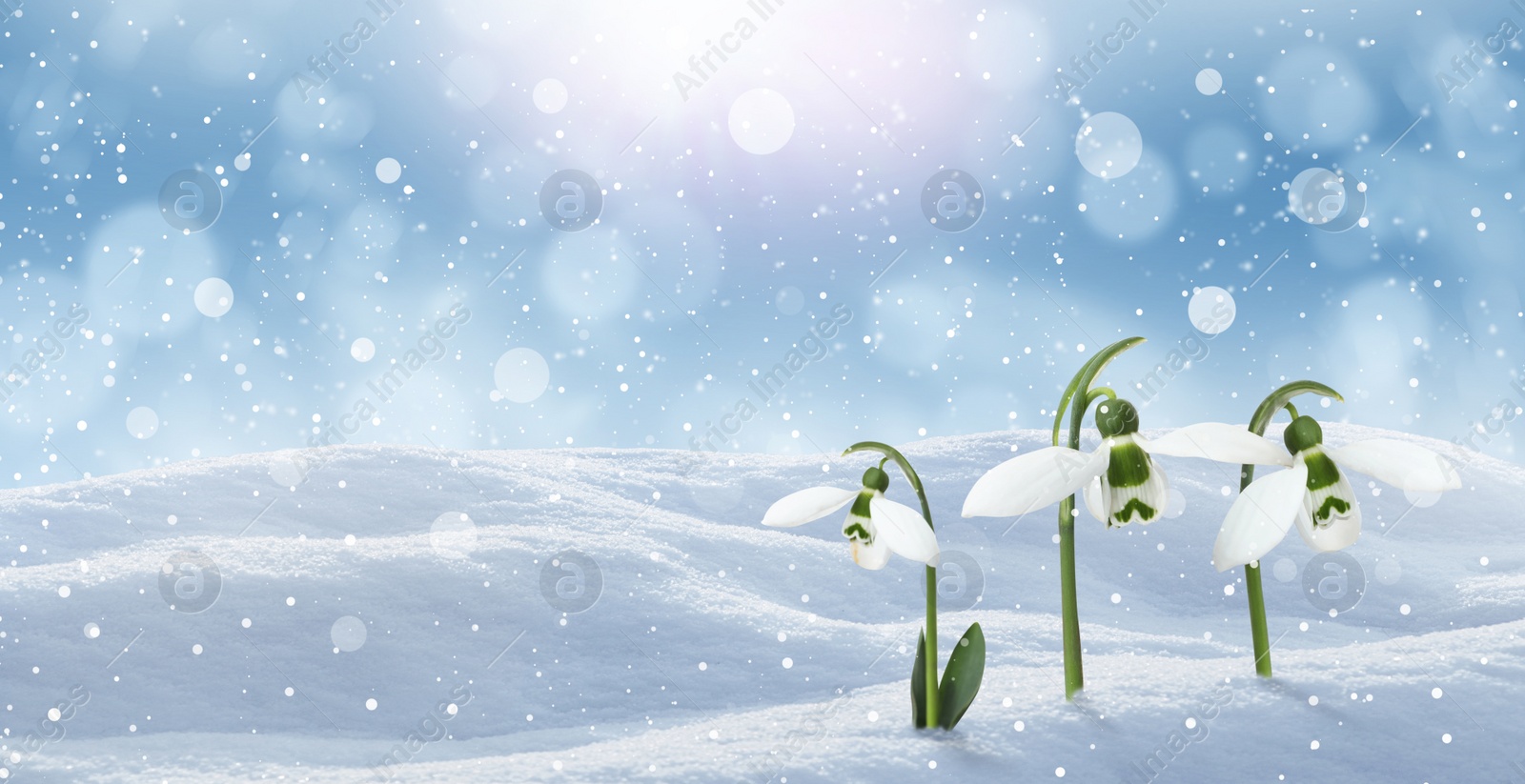 Image of Beautiful snowdrops growing through snow outdoors on sunny day, space for text . First spring flowers