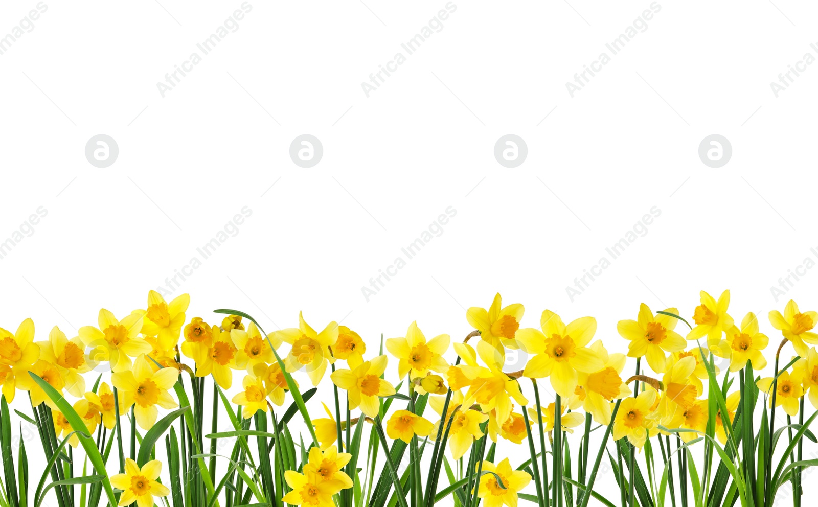 Image of Many beautiful yellow daffodils on white background