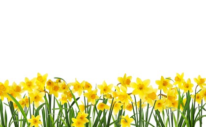 Image of Many beautiful yellow daffodils on white background