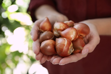 Photo of Woman holding pile of tulip bulbs on blurred background, closeup