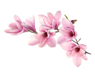 Image of Beautiful pink magnolia flowers on white background