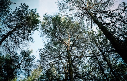 Low angle view of pine forest. Fantasy setting