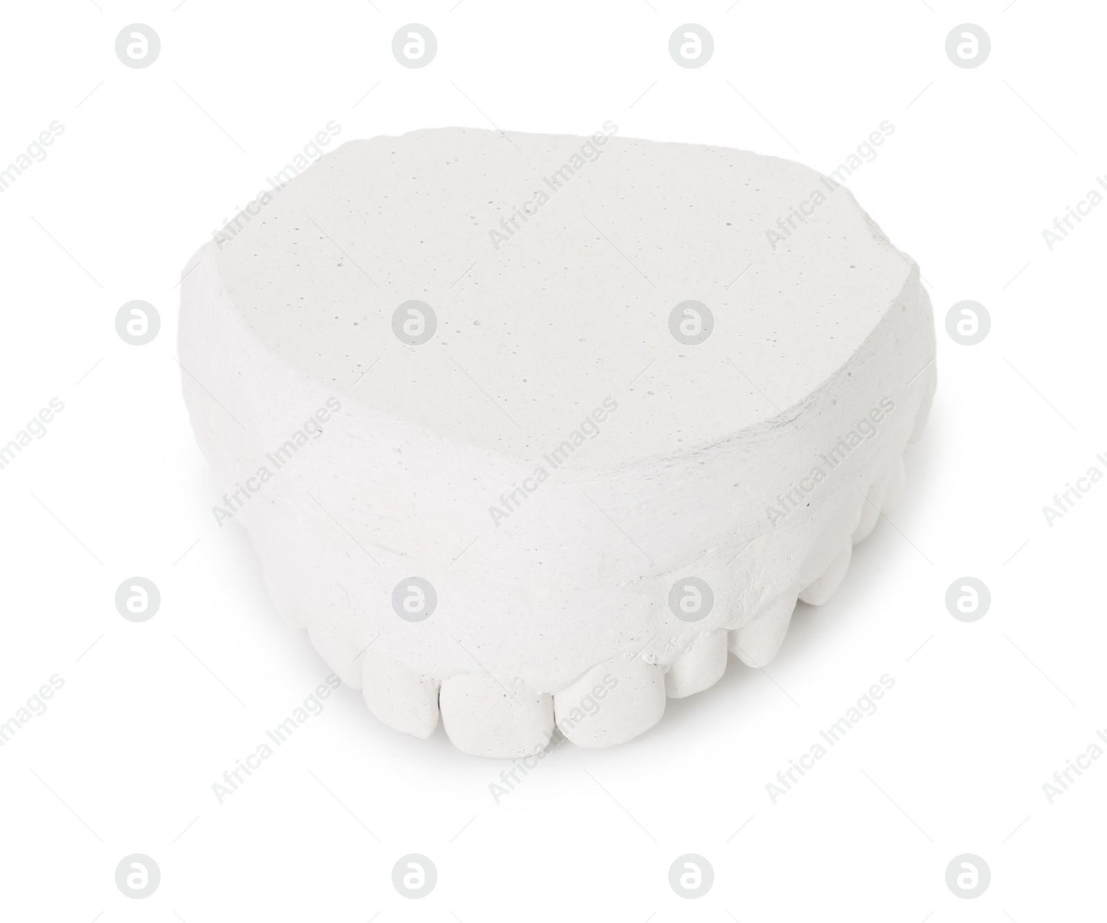 Photo of Dental model with gum isolated on white. Cast of teeth