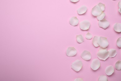 Beautiful white rose flower petals on pink background, flat lay. Space for text