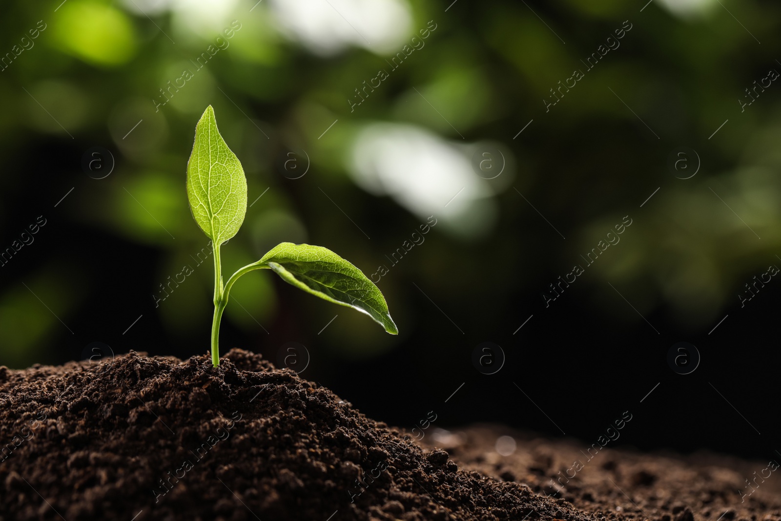 Photo of Young plant in fertile soil on blurred background, space for text. Gardening time