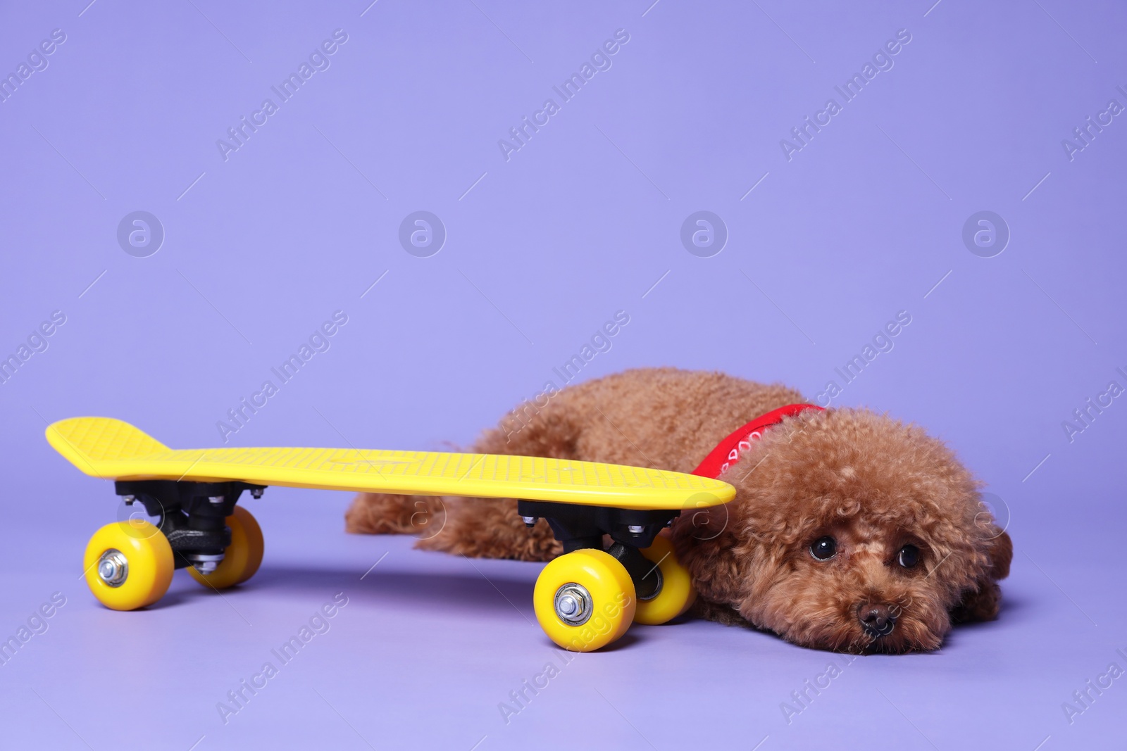 Photo of Cute Maltipoo dog with bandana and skateboard on light purple background