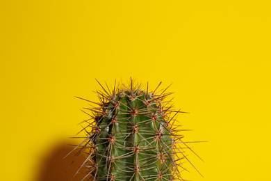 Photo of Beautiful cactus on yellow background, closeup view