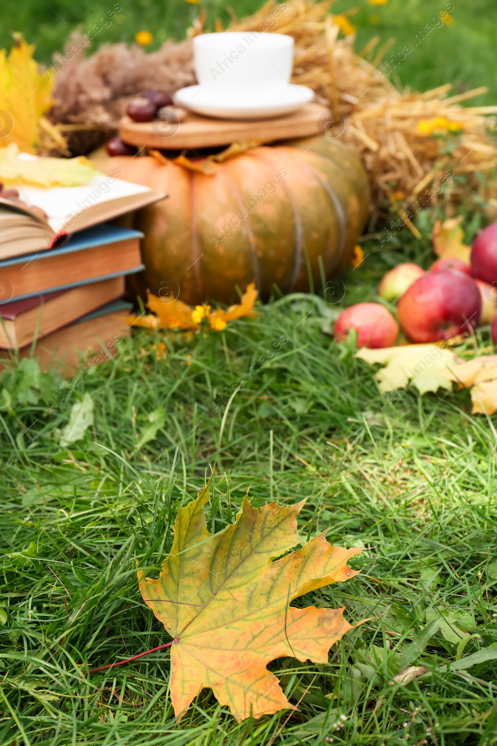 Photo of Beautiful maple leaf on green grass outdoors. Autumn season