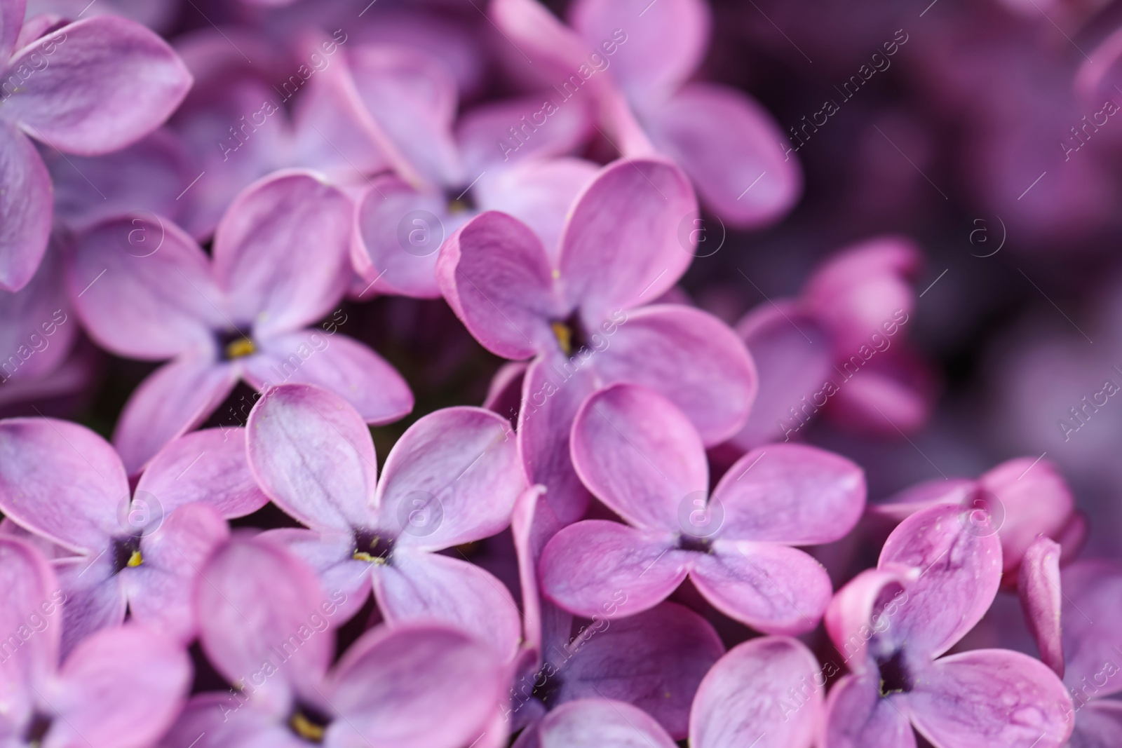 Photo of Closeup view of beautiful blossoming lilac as background