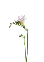 Photo of Beautiful tender freesia flower isolated on white