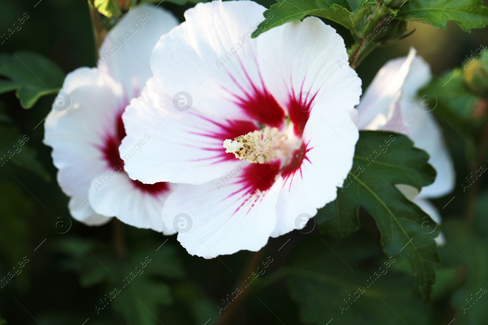 Photo of Beautiful white hibiscus flowers growing outdoors, closeup