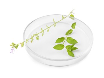 Petri dish with different plants isolated on white