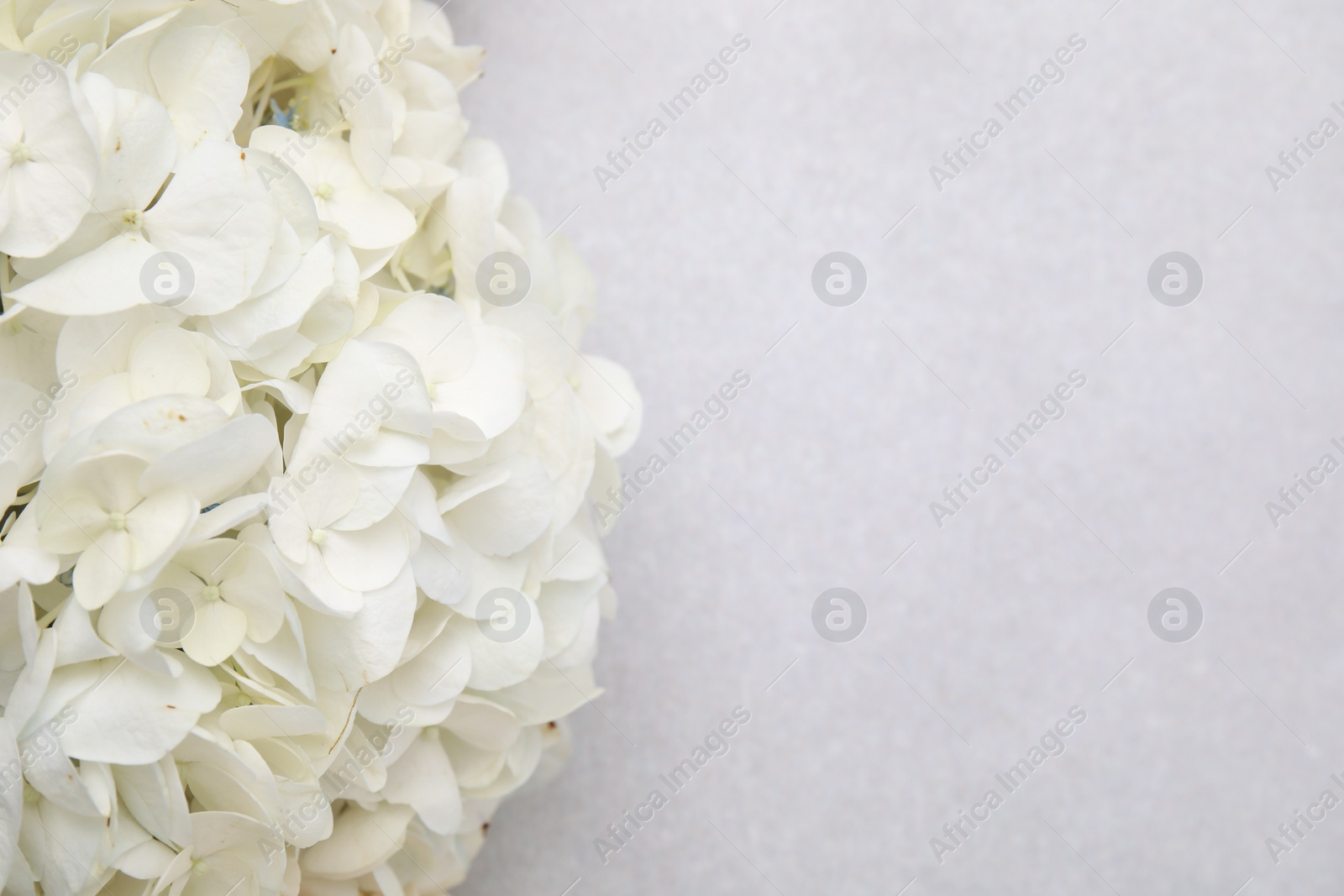 Photo of Beautiful white hydrangea flower on light textured background, closeup. Space for text