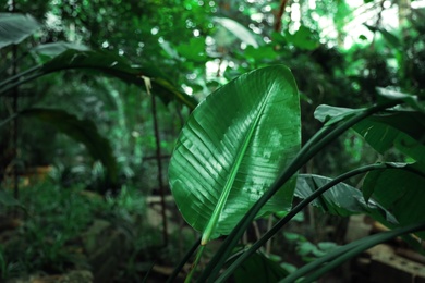 Photo of Beautiful tropical green leaf in botanical garden, space for text