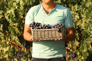 Photo of Man holding basket with fresh ripe juicy grapes in vineyard, closeup