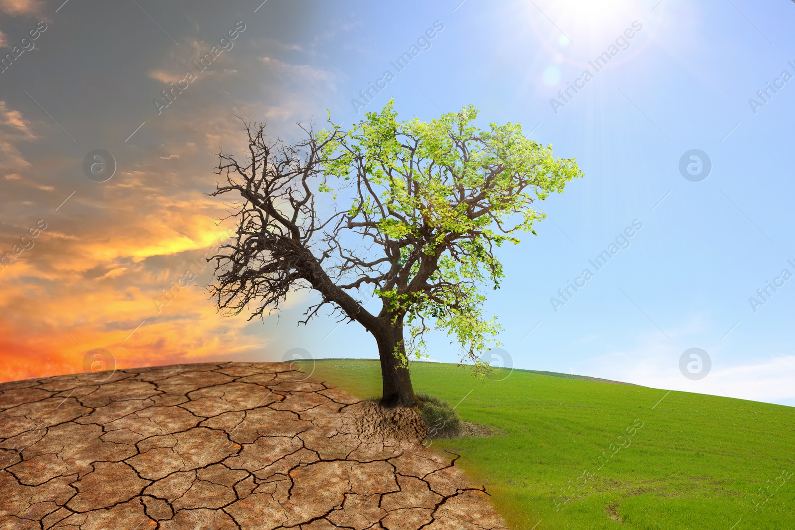 Image of Half dead and alive tree outdoors. Conceptual photo depicting Earth destroyed by global warming