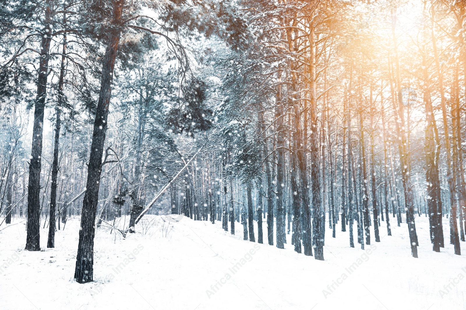 Image of Beautiful forest covered with snow on sunny day