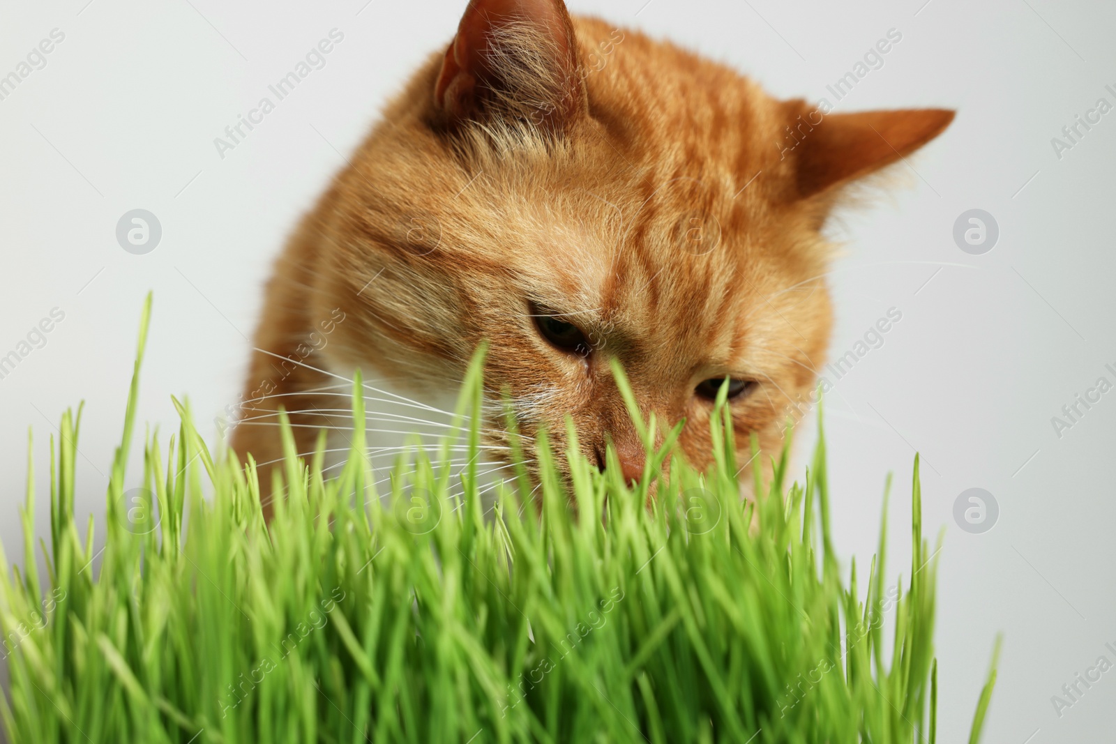 Photo of Cute ginger cat and green grass near light grey wall